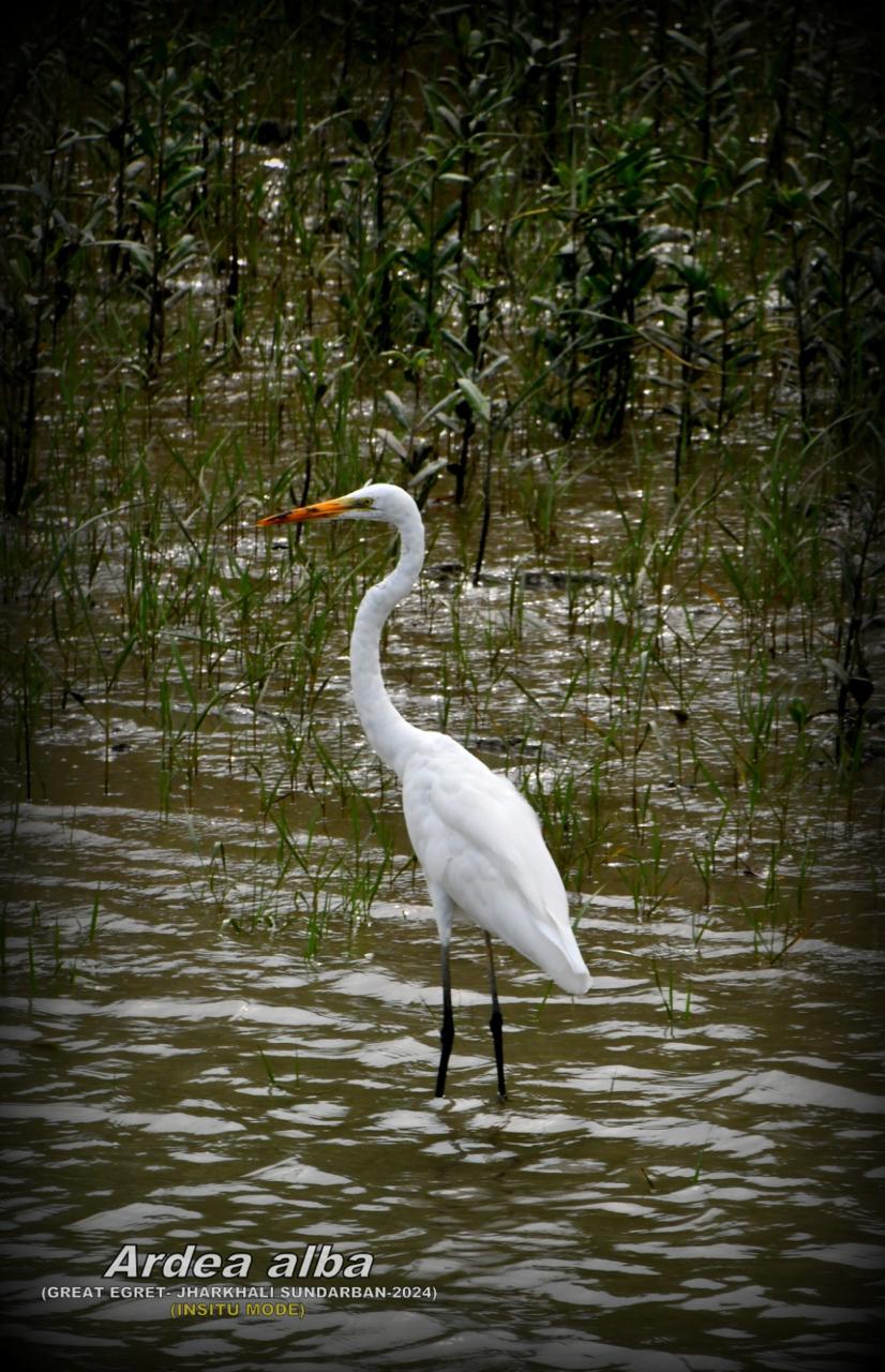 Excursion to Jharkhali Sundarbans